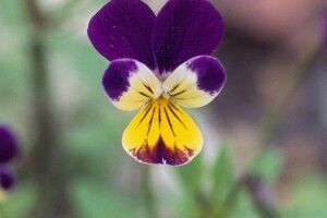 У Рівному за два тижні до зими розквітли фіалки та вишня (Фото)