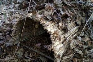 На острові озера Світязь встановили штучні гнізда