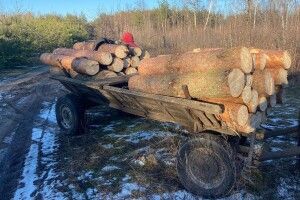 На Рівненщині зловили лісокрадів