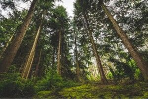 На Горохівщині прокуратура планує відібрати в громади ліси 