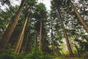 На Волині громада хотіла привласнити державний ліс, але не вдалося