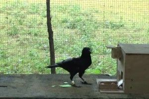 Не лише люди можуть бути винахідниками (відео)