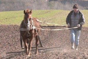 У селі на Волині тримають страусів та моляться в давньому монастирі (Відео)