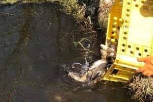 У луцькому парку випустили 150 кг карпа і білого амура (Фото)