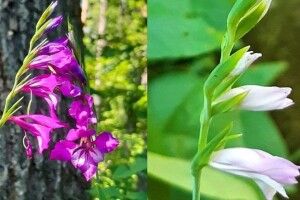 У волинському нацпарку зацвіли червонокнижні косарики. Їх виявили вперше