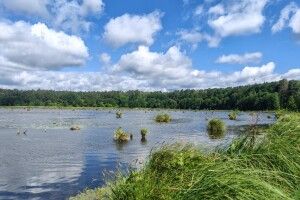 В нацпарку на Волині болотяні черепахи привели потомство