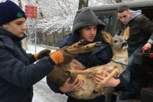 На козулю, яку волиняни витягли з-під криги, полювали мисливці. Тварина померла