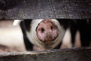 Спалахи АЧС виявили одразу в чотирьох областях України. А Волинь?