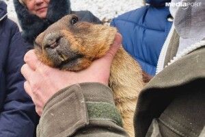 Чекати шість тижнів: харківський бабак Тимко передбачив весну  