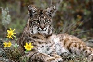 На Рівненщині у фотопастку потрапила червонокнижна рись (Відео)