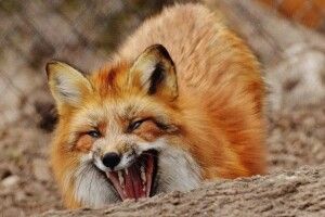 Обережно сказ: в Україні значно зросла чисельність лисиць