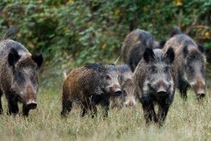 Дикі вепри намагалися потрапити у приміщення суду