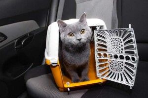 Волинянка заявила в поліцію, що хтось познущався над її котом
