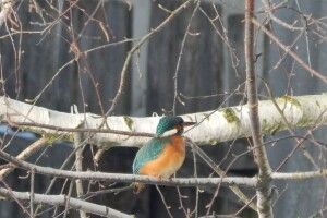 Пернаті мешканці Стоходу: кого зустріли у морозній заплаві на Волині