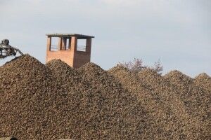 Гнідавський цукровий – єдиний завод, який не сіє буряків. Але працює на повну