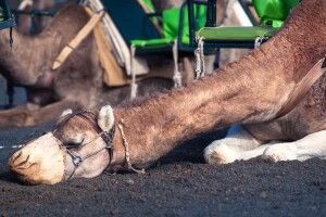 Для «кораблів пустелі» відкрили спеціальну клініку