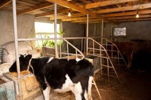У домашньому корівнику знайшли тіло вбитої пенсіонерки 