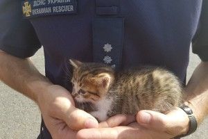 Чи перебереться на Волинь врятоване під час пожежі у Дніпрі кошеня?