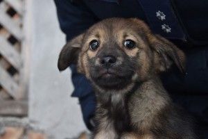 Лави бійців ДСНС України поповнила запальна барбоска Іскра (фото)