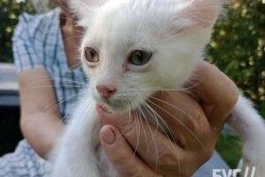 У Володимирі нелюд топив котенят: малечу кинувся рятувати собака