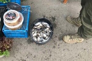 У Горохові злапали дядька з відром карасів