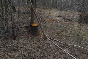 У громаді на Волині «чорні лісоруби» залишили 312 пнів замість лісу