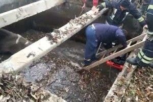 Бійці ДСНС рятували корову, яка впала у водозабірник (Відео)