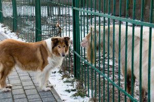 Кішка Мишка, цап Хоттабич та мавпеня Аватар із Луцького зоопарку до зустрічі Нового року готові! (Фоторепортаж)