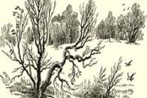 ПОГОДА: зима виконує свої повноваження