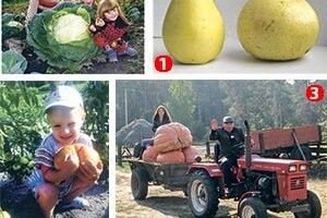 РЕКОРДНА КАПУСТИНА ВИРОСЛА НА… СТОРІНКАХ «ВОЛИНІ-НОВОЇ»!