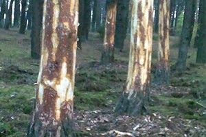 НЕВЖЕ КІНЕЦЬ СВІТУ НАБЛИЖАЄТЬСЯ?