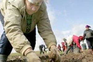 ПЕРЕВІРТЕ ЯКІСТЬ БУЛЬБ ПЕРЕД САДІННЯМ
