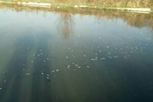У Рівному у водоймі масово загинула риба (Фото)