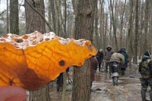 Бурштинокопачі з сокирами проти СБУшників з пістолетами: поранено троє правоохоронців