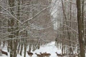 ПОЛЮВАННЯ З… ДИКТОФОНАМИ І ФОТОКАМЕРАМИ