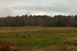 Волинянка вперше в житті побачила в полі велику зграю лелек (Фото) 