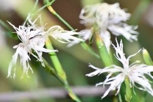 Сьогодні батаніки надибали у Цуманській пущі на гвоздику несправжньорозчепірену (ФОТО)