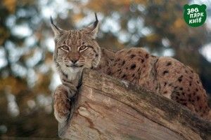 Завтра – куцохвосте зоосвято з китичками на вухах