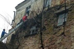 Волинські альпіністи розчистили стіни Олицького замку від заростей дерев (Фото)