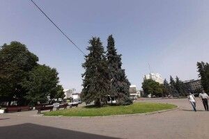 У центрі Луцька сохнуть «новорічні ялинки» (ФОТО)