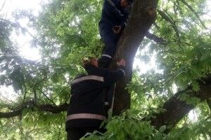 Пожежники виїхали обстежувати черговий гідрант – а довелося знімати з височезного дуба кошеня (фото) 