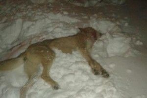 Прикордонники врятували чоловіка з пащі скаженого вовка (фото)