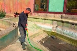 Зелена вода у ведмежому басейні: зоопарк у Луцьку відреагував на візит в.о. мера