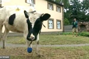 На Київщині врятували корову з відірваним копитом