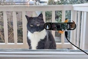 Голландський програміст придумав ідентифікатор для кота