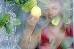 ПРИРОДА: лимони родять і на підвіконні