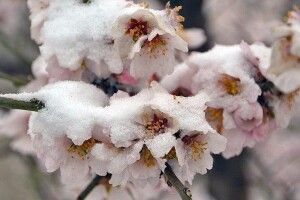 В Іспанії заморозки знищили врожай персиків, абрикосів та нектаринів