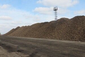 Цього року Гнідавський завод виробить на 20% цукру менше