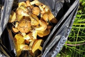 Лучанин «накосив» у Гаразджі цілий пакет маслюків