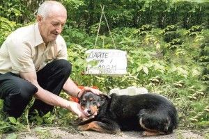 Волинська Хатіко на ім’я Арі